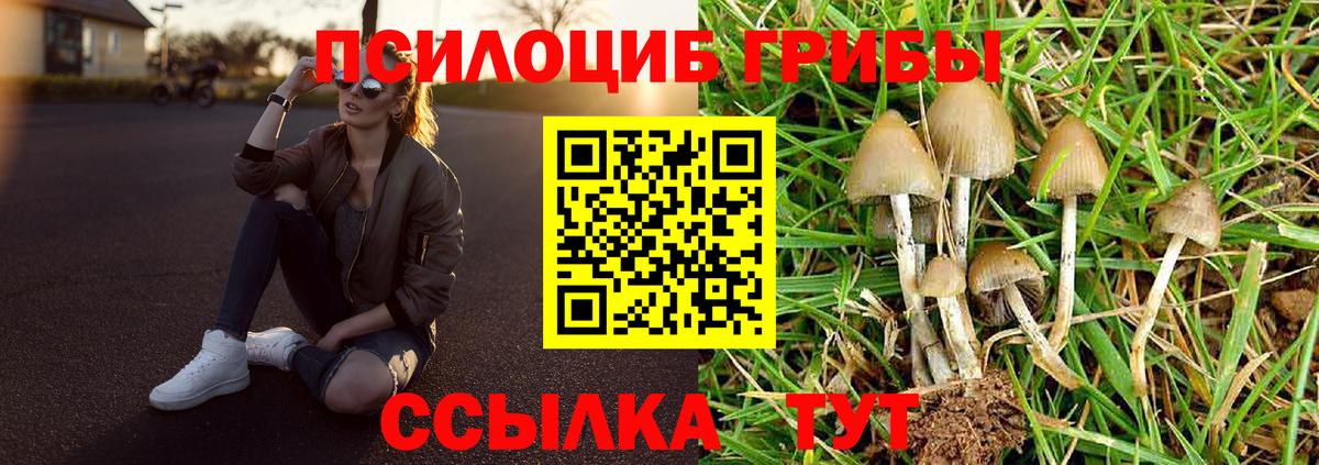 Псилоцибиновые грибы Psilocybe Щёлково